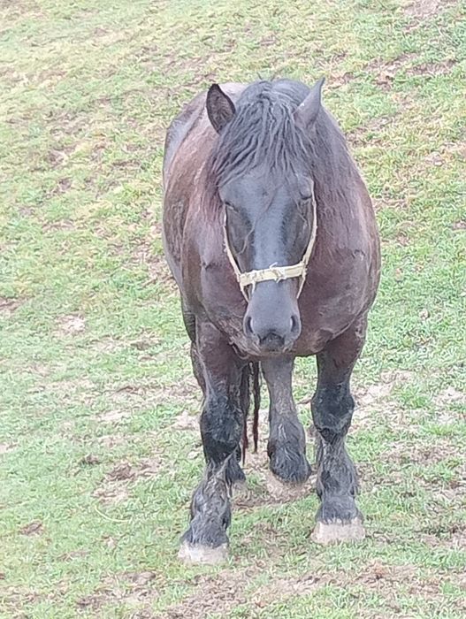 Armăsar cine dorește 3-4 ani