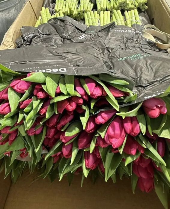 Тюльпаны экстра класса