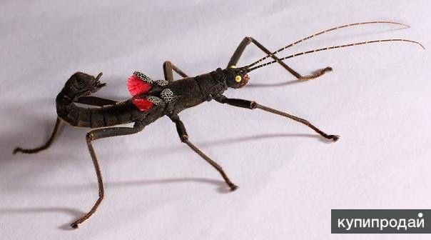 Палочники разных видов подробнее по теили телеграмм