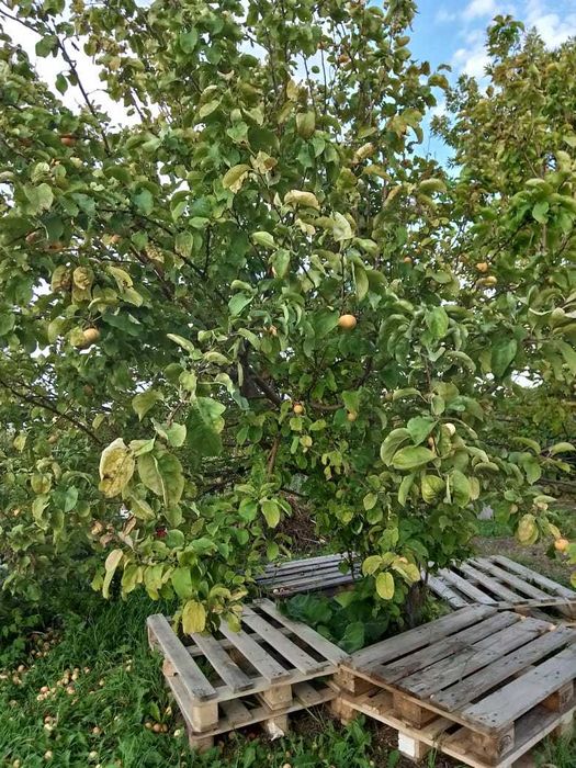 Продам дачу в Дамсе