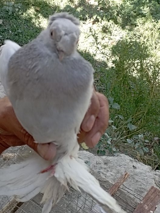 Samez kaptar sotiladi tozasi