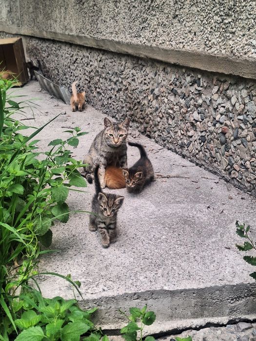 Отдаём котят в хорошие руки. 3 рыжих, 3 темных. Игривые, погладистые.