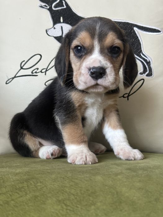 Щенки бигля, питомник, документы