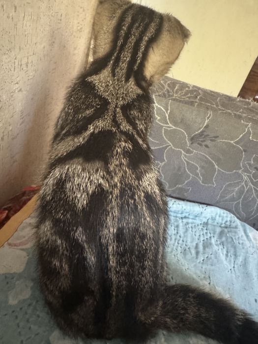 отдам котенка в добрые руки