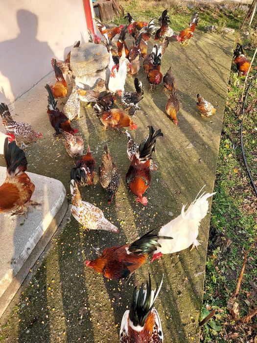 Vand gaini matase japoneza si pitice