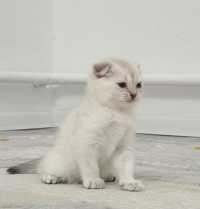 котёнок мальчик вислоухий