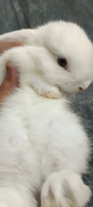 Дикаративный карликовый кролики