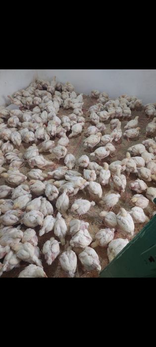 vand pui albi si colarti de rasa mixta,vand si en gross