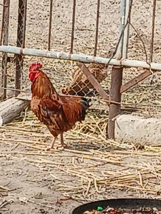 Кораз сатам 2 штук