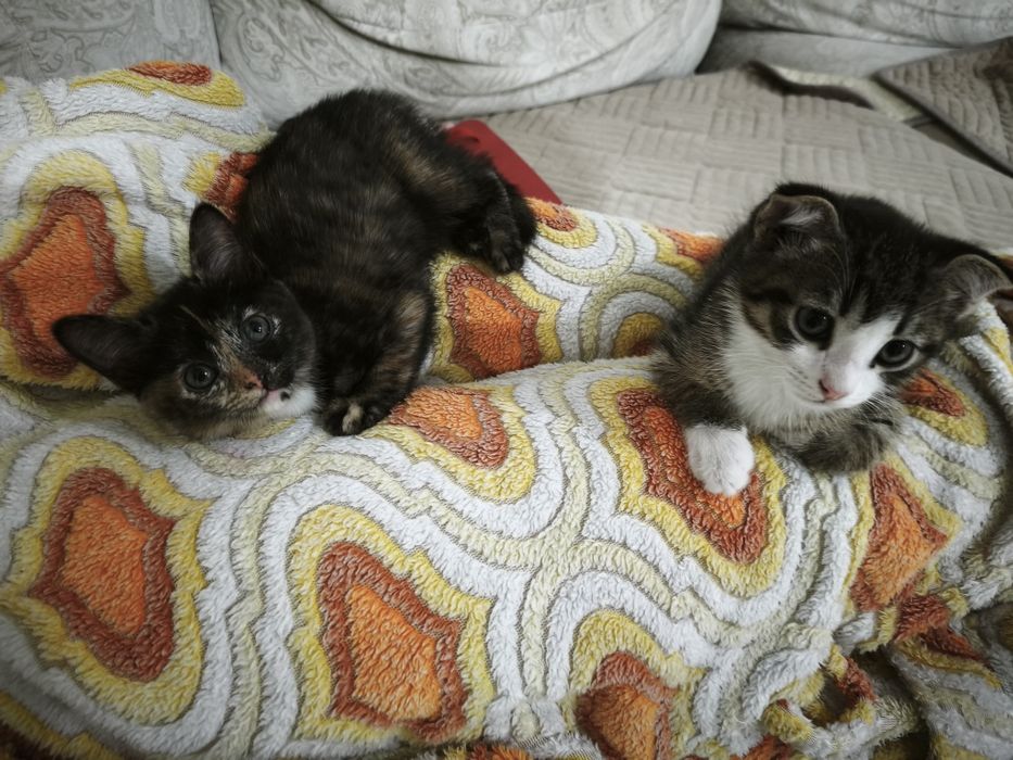 .отдам котят в добрые руки