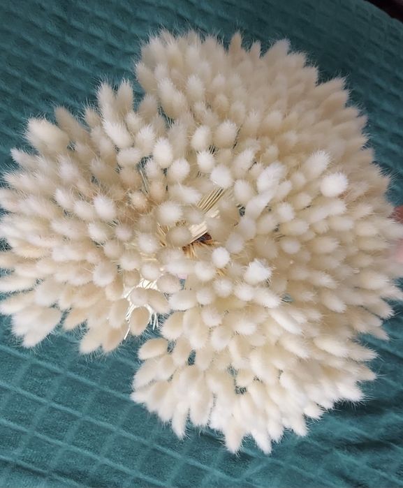 Сухоцветы. Цветы для дома.