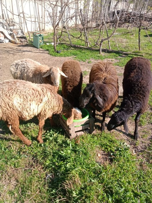 Ideal qoylar sotiladi