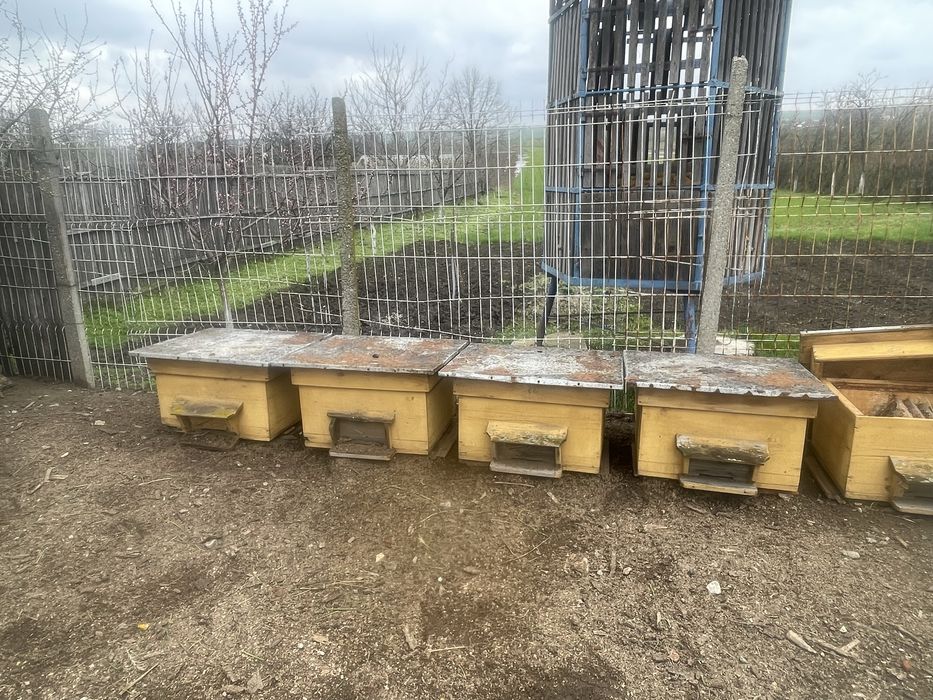 Vand stupi fara albine pe bucata sau cu totul