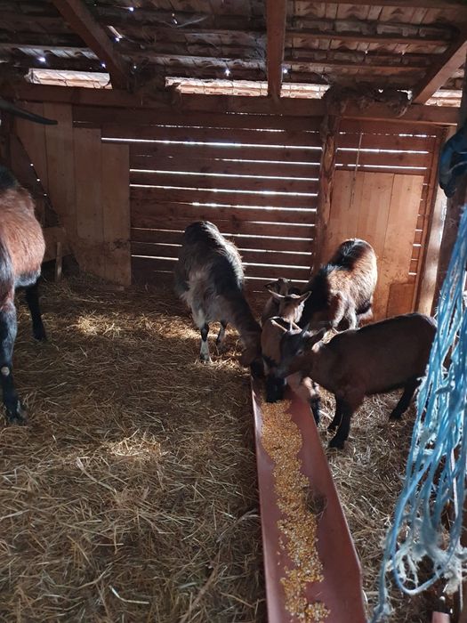 Vând capre,țapi și iezi