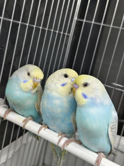 Продам попугай радужный