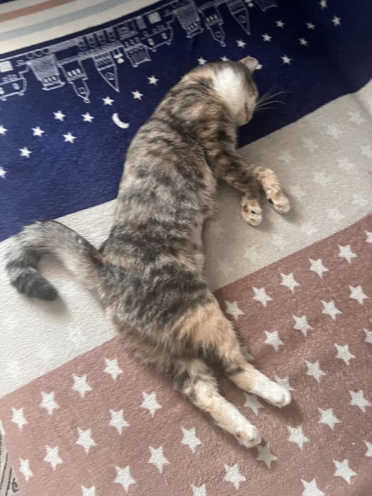 Отдам кошку в дрбрые руки