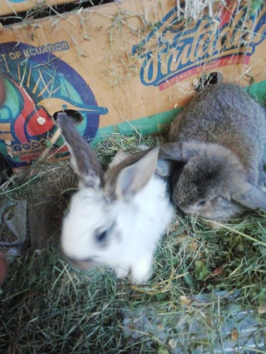 Кролики  продам  разных пород
