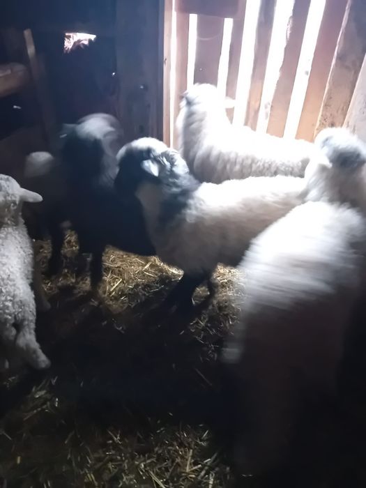 Vând miei pentru Paste