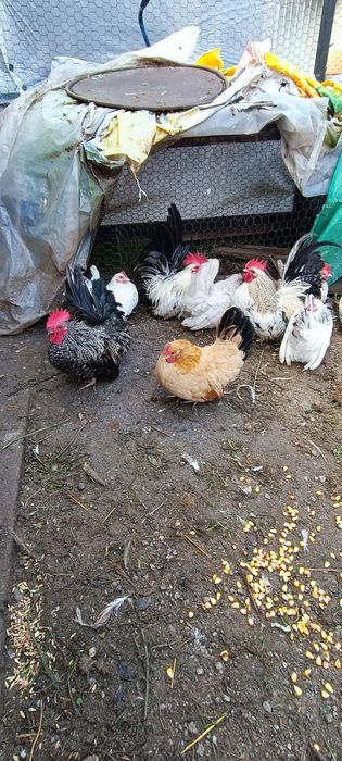 Cocosi chabo de anu asta