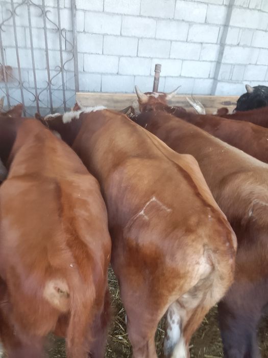 12 Бас бұқа зор бұқалар