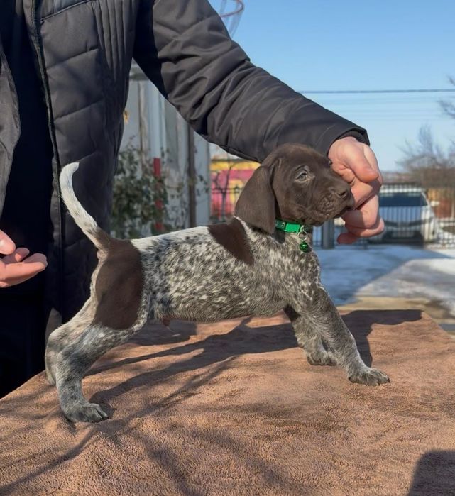 Brac German cu Pedigree