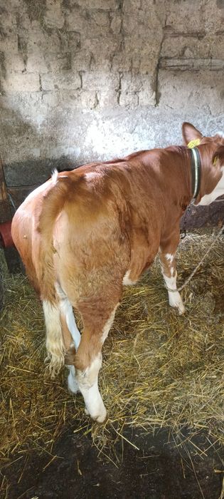 Vând o vițea de 4 luni