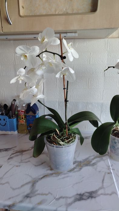 Орхидея высокая сортовая