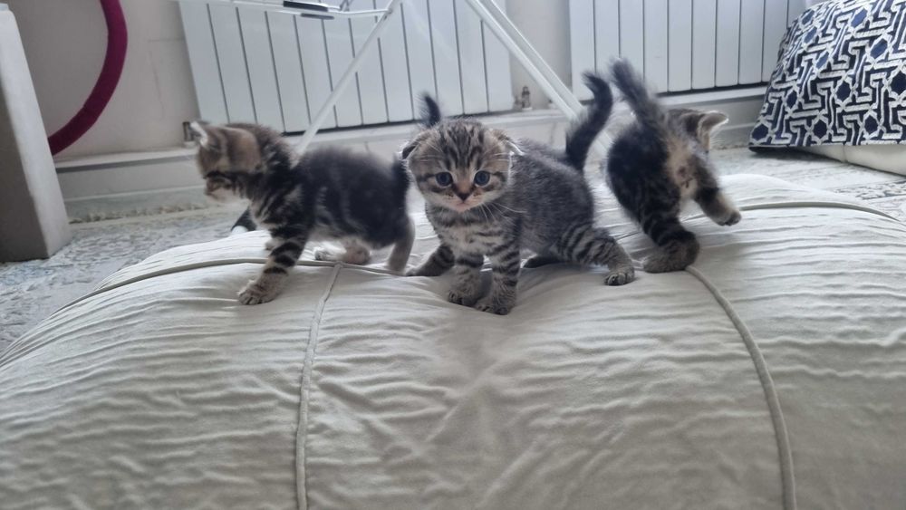 Шотландские котята