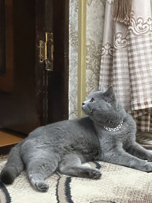 bengal britaniski bolachalar