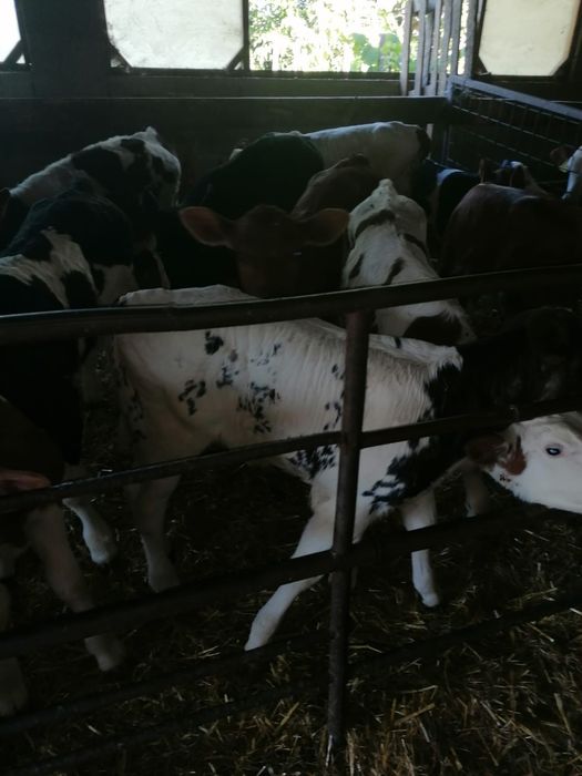 Vând viței sugari una trei săptămâni
