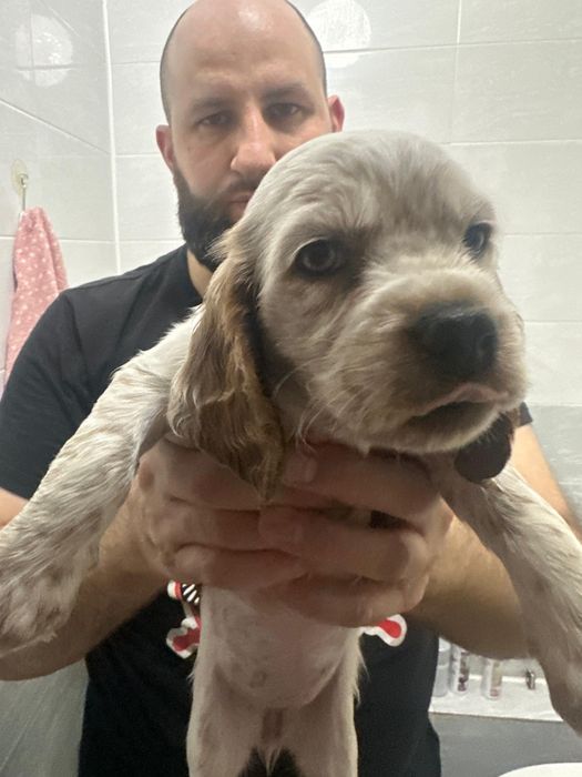 Русский спаниель