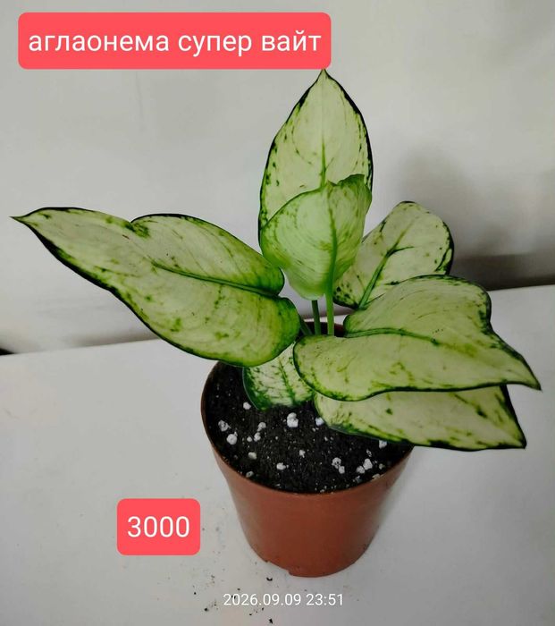 продам комнатные растения