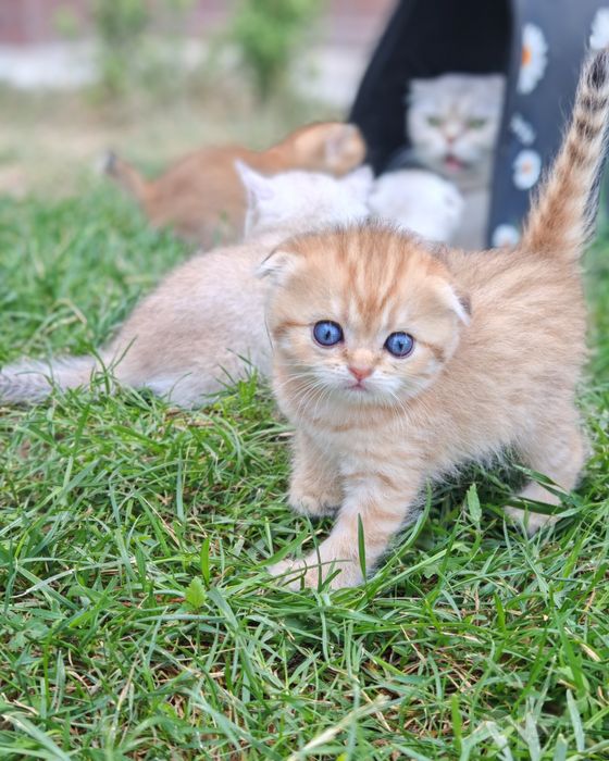 Скоттиш фолд марамирни