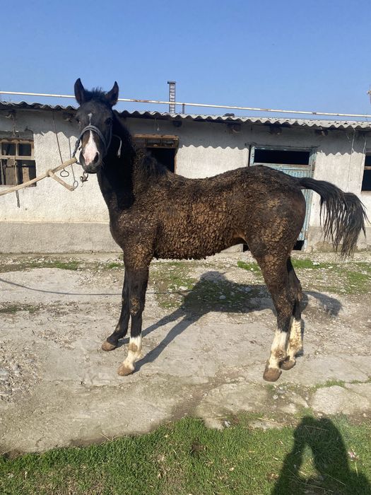 Тай сатылады еркек срочно