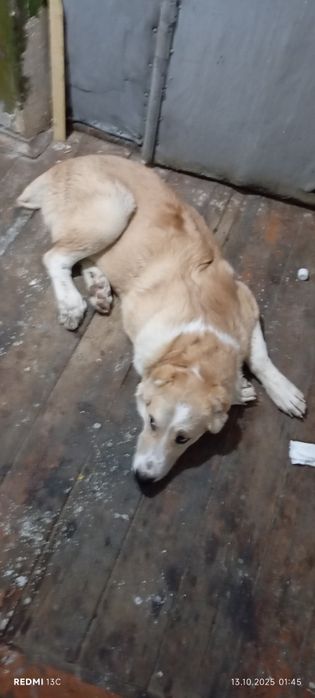 Продаю сабака алобая 5 месяцов