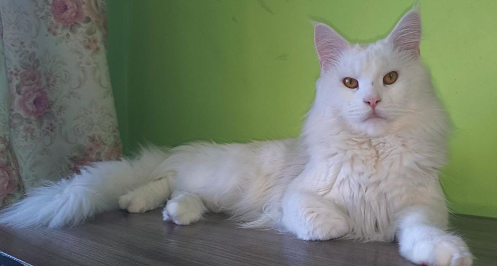 Продаю кота породы мейн-кун