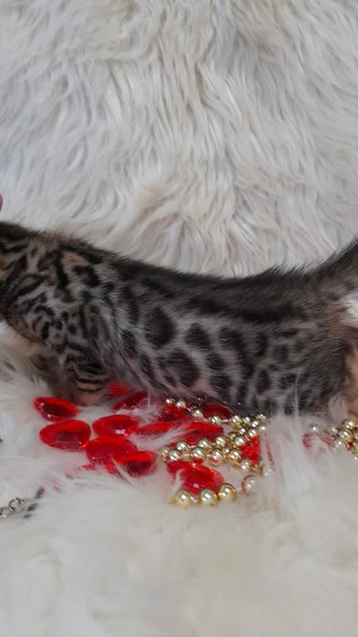Продам бенгальских котят