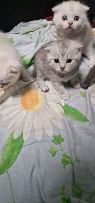 Шотландские котята