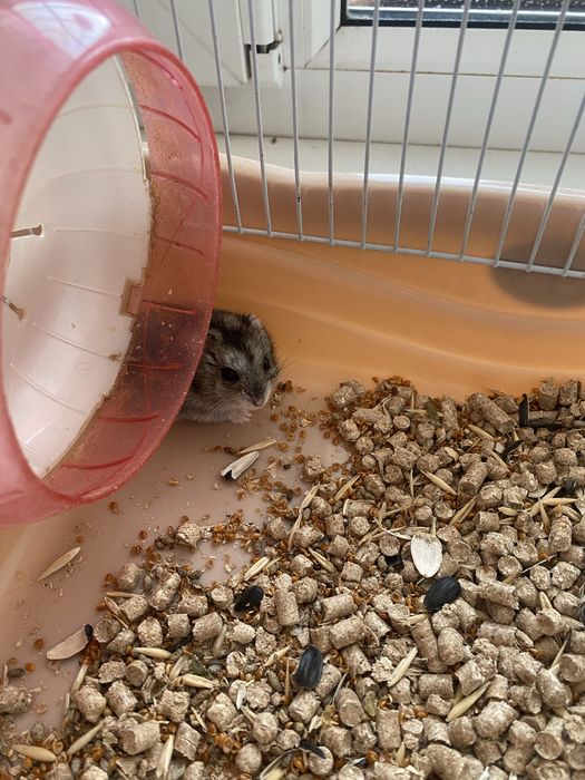 Хомячок девушкаа