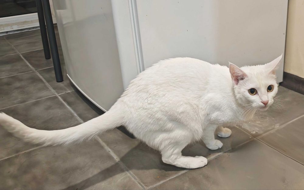 подарявам домашна котка