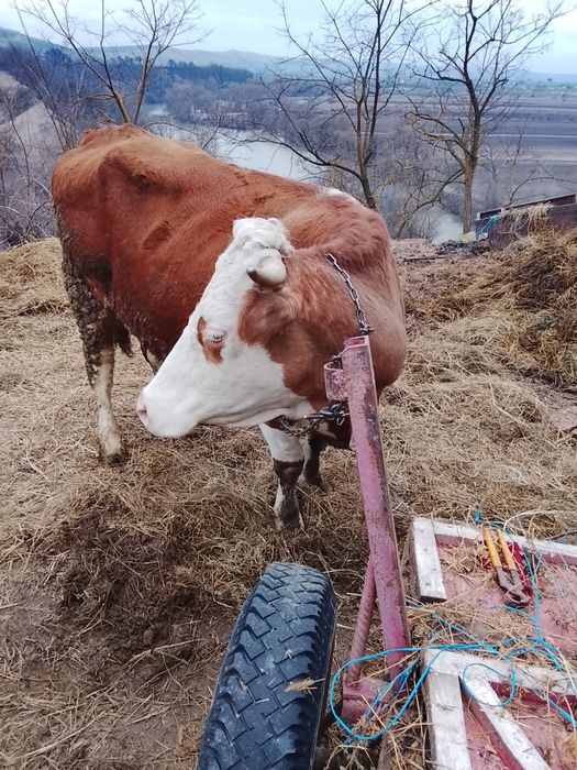 Vind o vacă cu vital