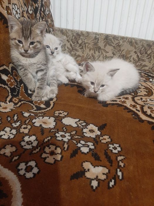 Отдам котят даром в добрые руки