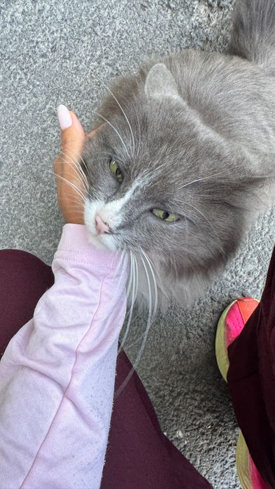 Отдам кошечку в добрые руки . Кто то оставил во дворе