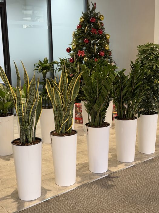 Тувакда хонаки гуллар, тайор комплект оптом ва донага