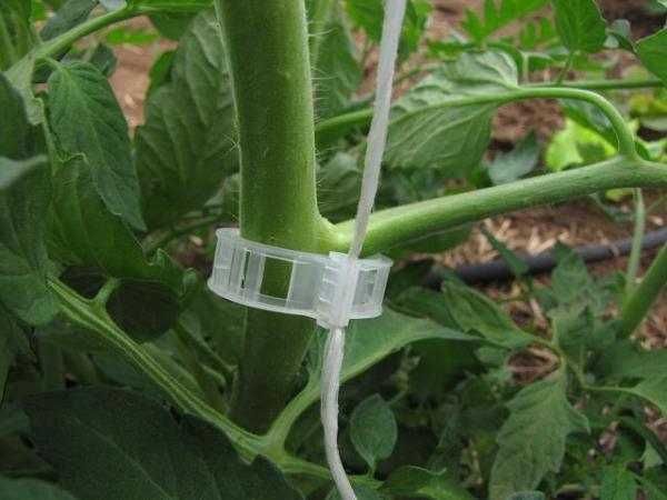 Ata de palisat verde satabilizata UV 0,5-1 si 2 kg