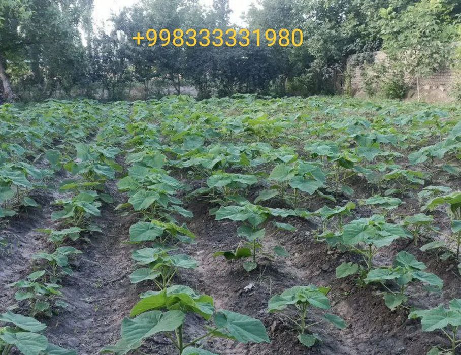 Павлоня кочатлар бор