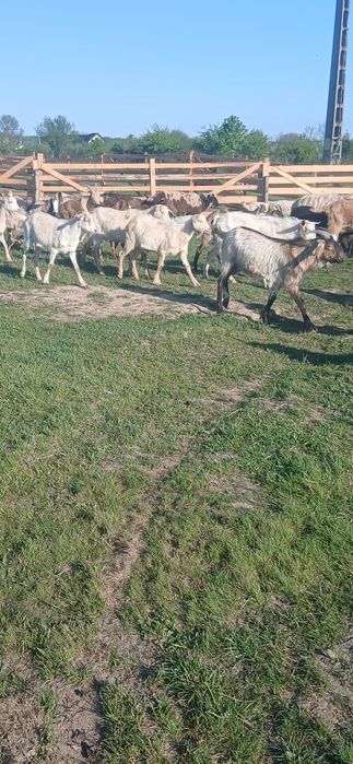 Capre de vânzare cu iezi.