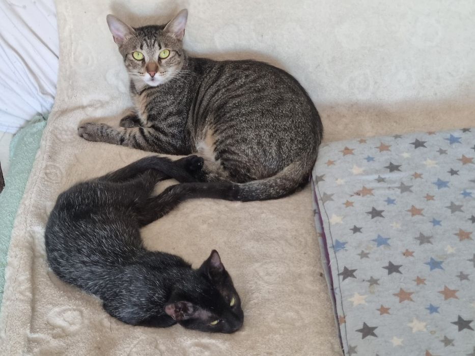 Pisica de adoptat, pisica superba pentru adoptie, afoptie pisicuta