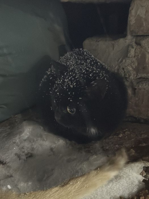 Котята в добрые руки!