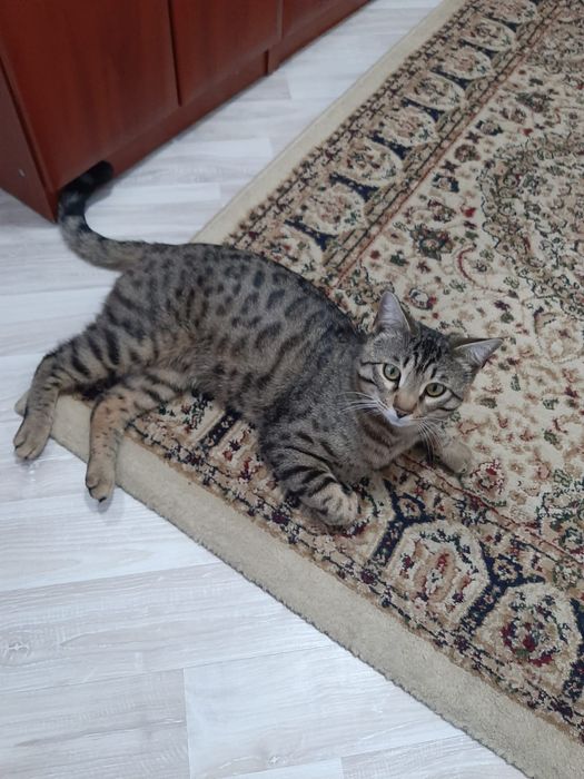 Продам кота породистого